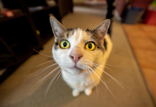 A cute cat dressed in a vibrant pink hoodie looking curiously at the camera indoors.