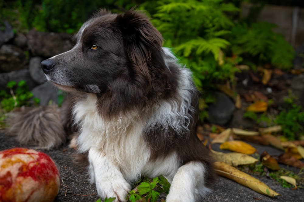 short-coat black and white dog lying on grey surface