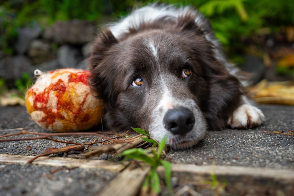 long-coated tan and white dog