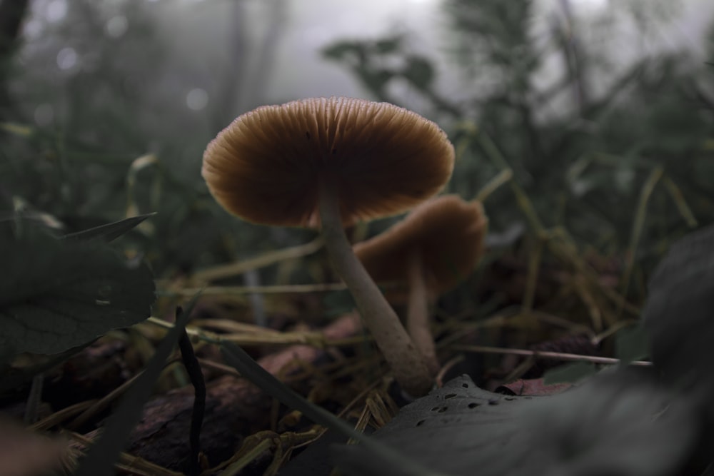brown mushrooma
