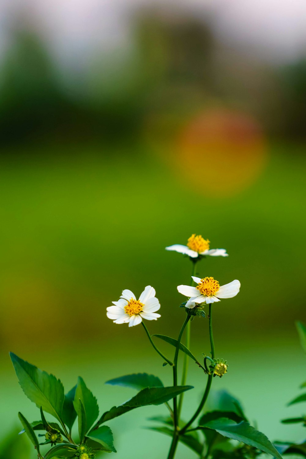 white-petaled flower in close-up photography