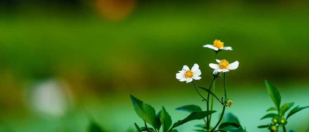 white petaled flower