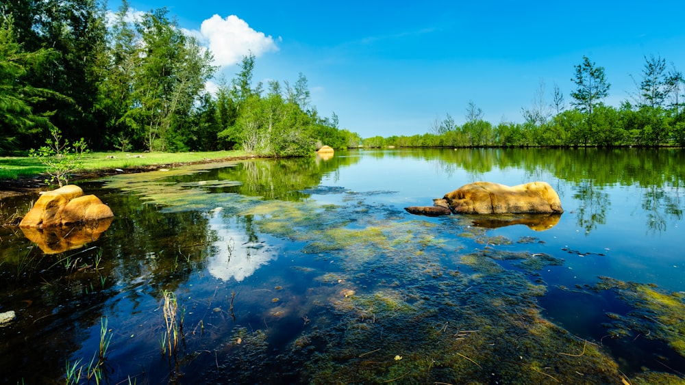 green trees beside body of water