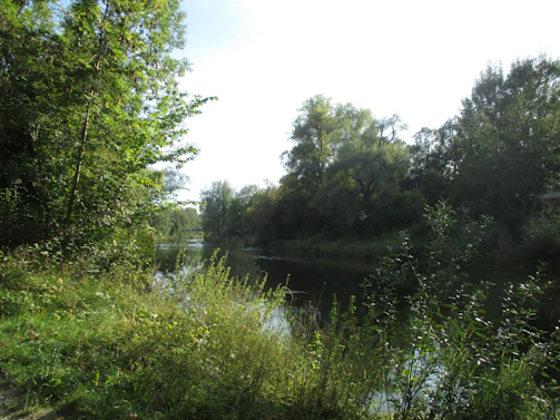 A serene riverside scene surrounded by lush green foliage, sunlight filtering through gentle leaves.
