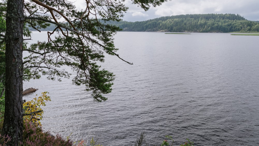 tree beside body of water