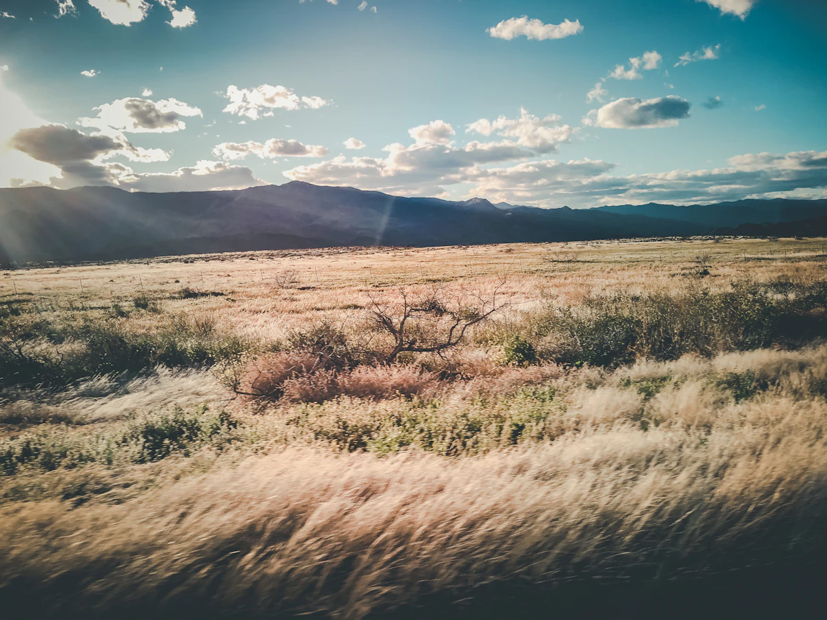 Tall grass beside I-17 north of Phoenix, with dark mountains behind