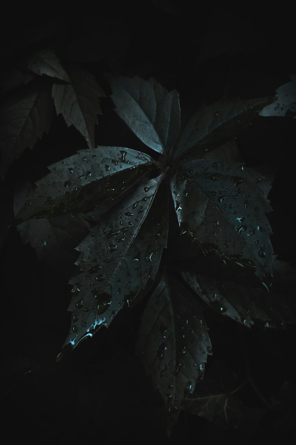 a close up of a leaf with drops of water on it