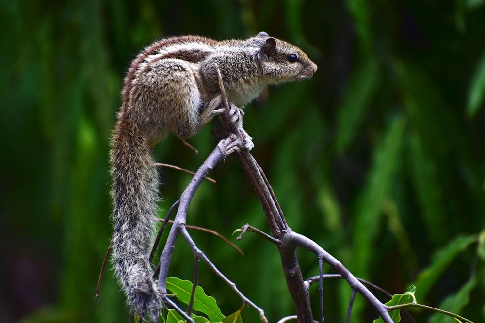 brown squirrel