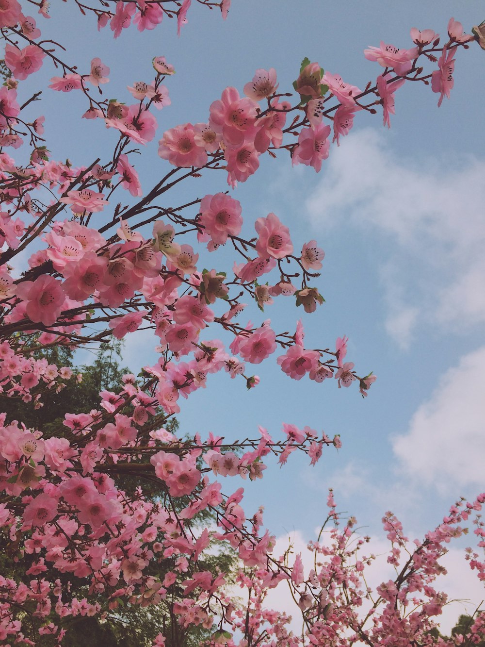 blooming pink cherry blossoms