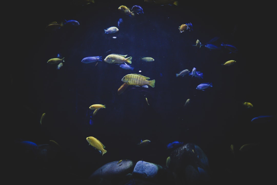 shoal of fisj