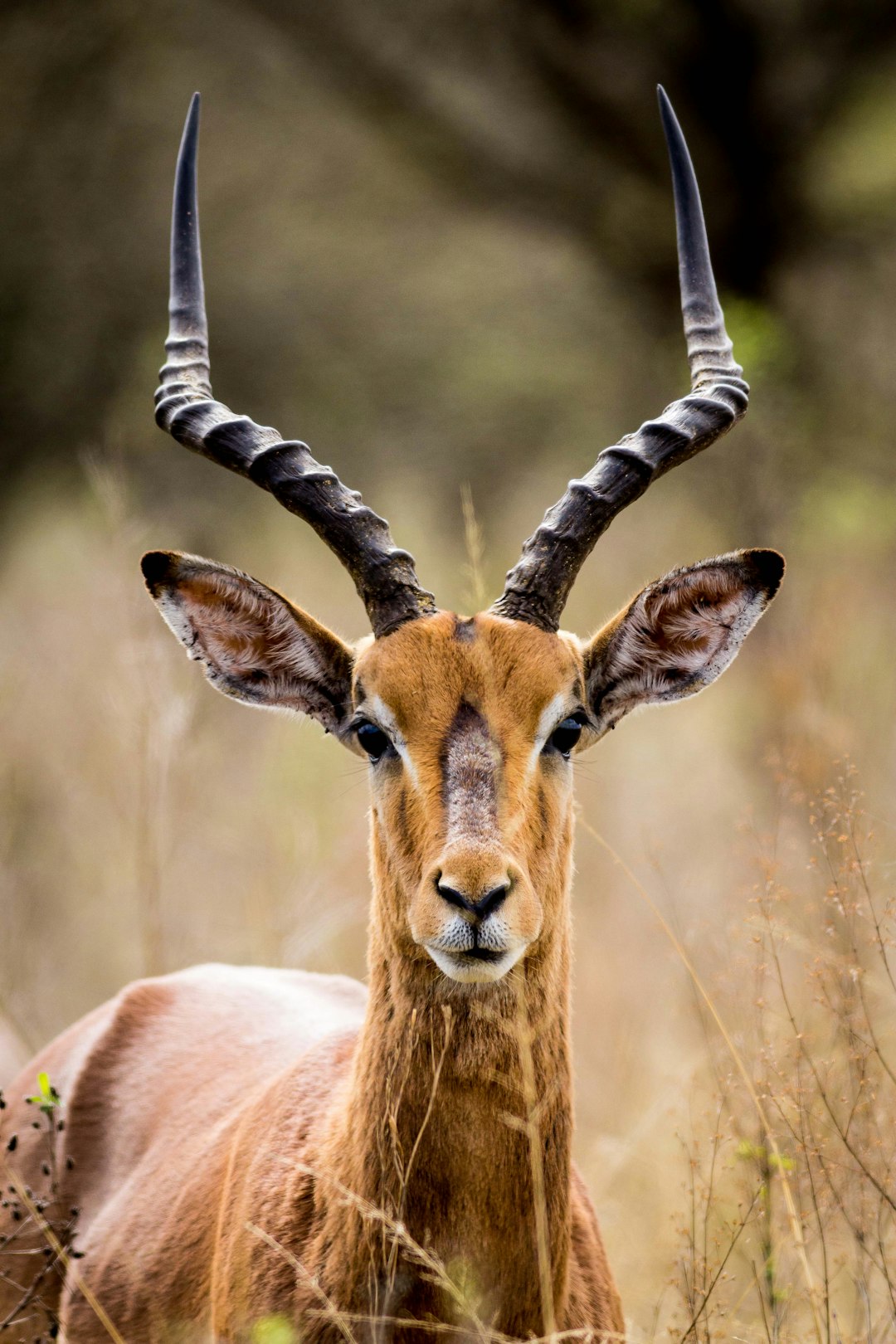  brow deer antelope