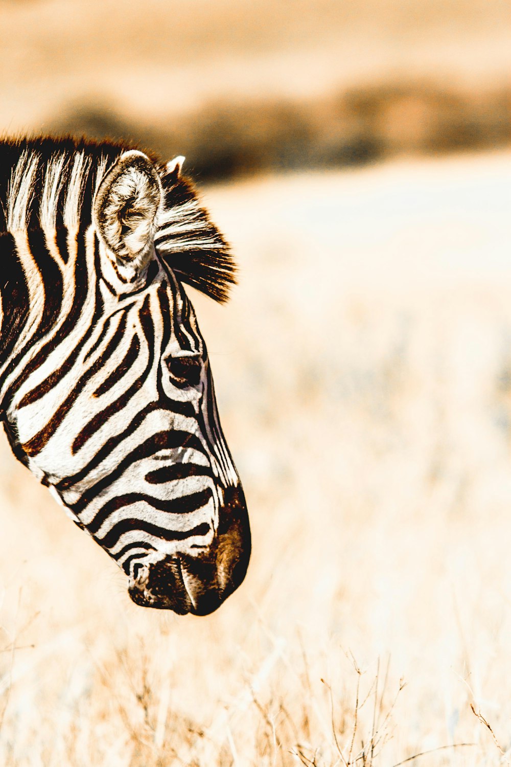 profile of a zebra