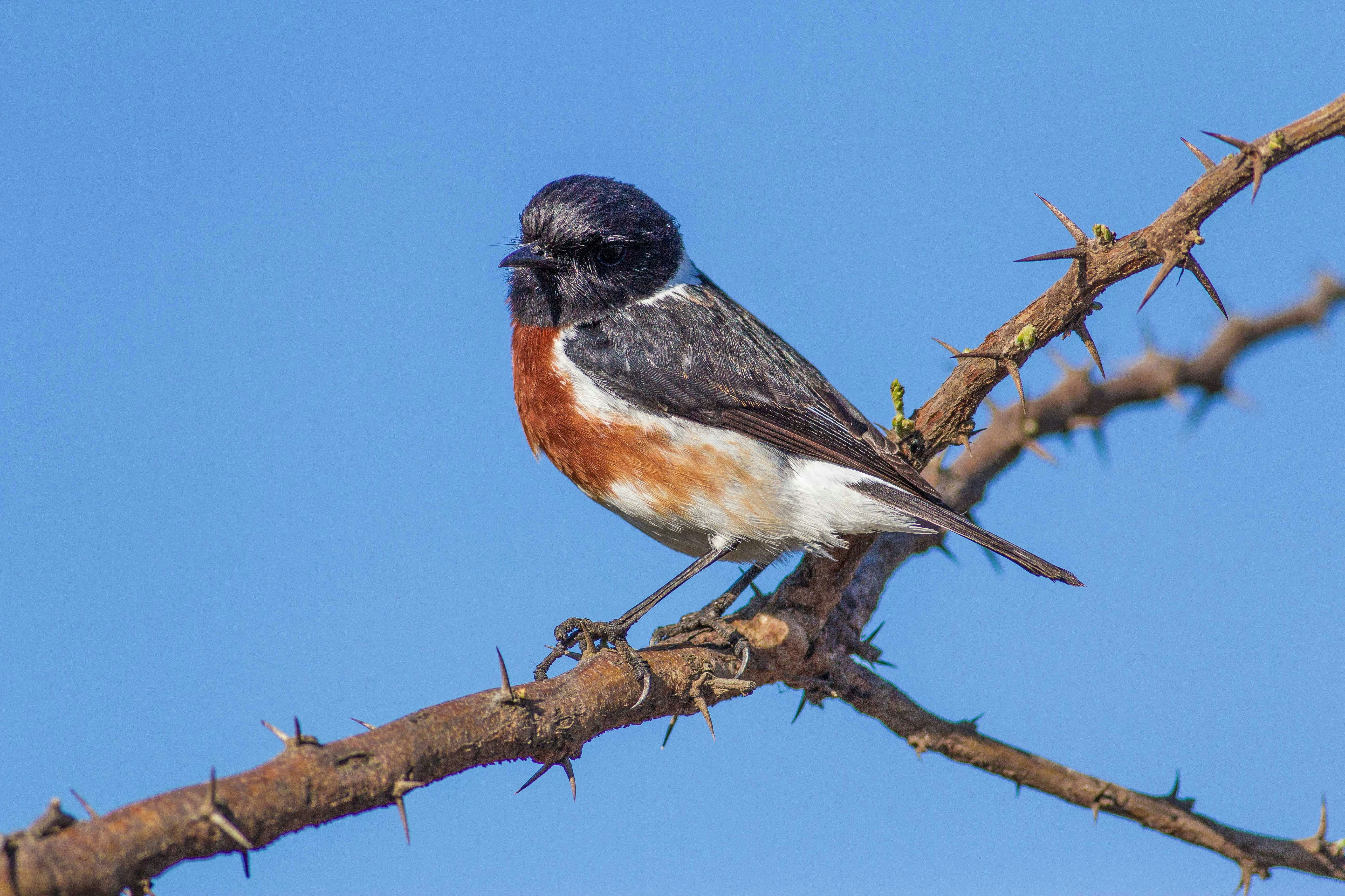 brown and white bird on bare tree