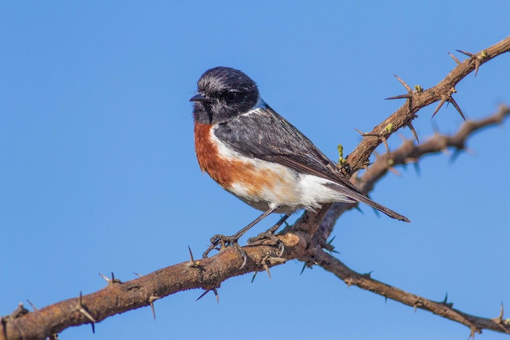 brown and white bird on bare tree