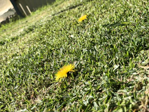 Close-up of freshly trimmed grass with a bright yellow dandelion in the foreground.