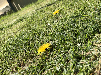 Close-up of freshly trimmed grass with a bright yellow dandelion in the foreground.