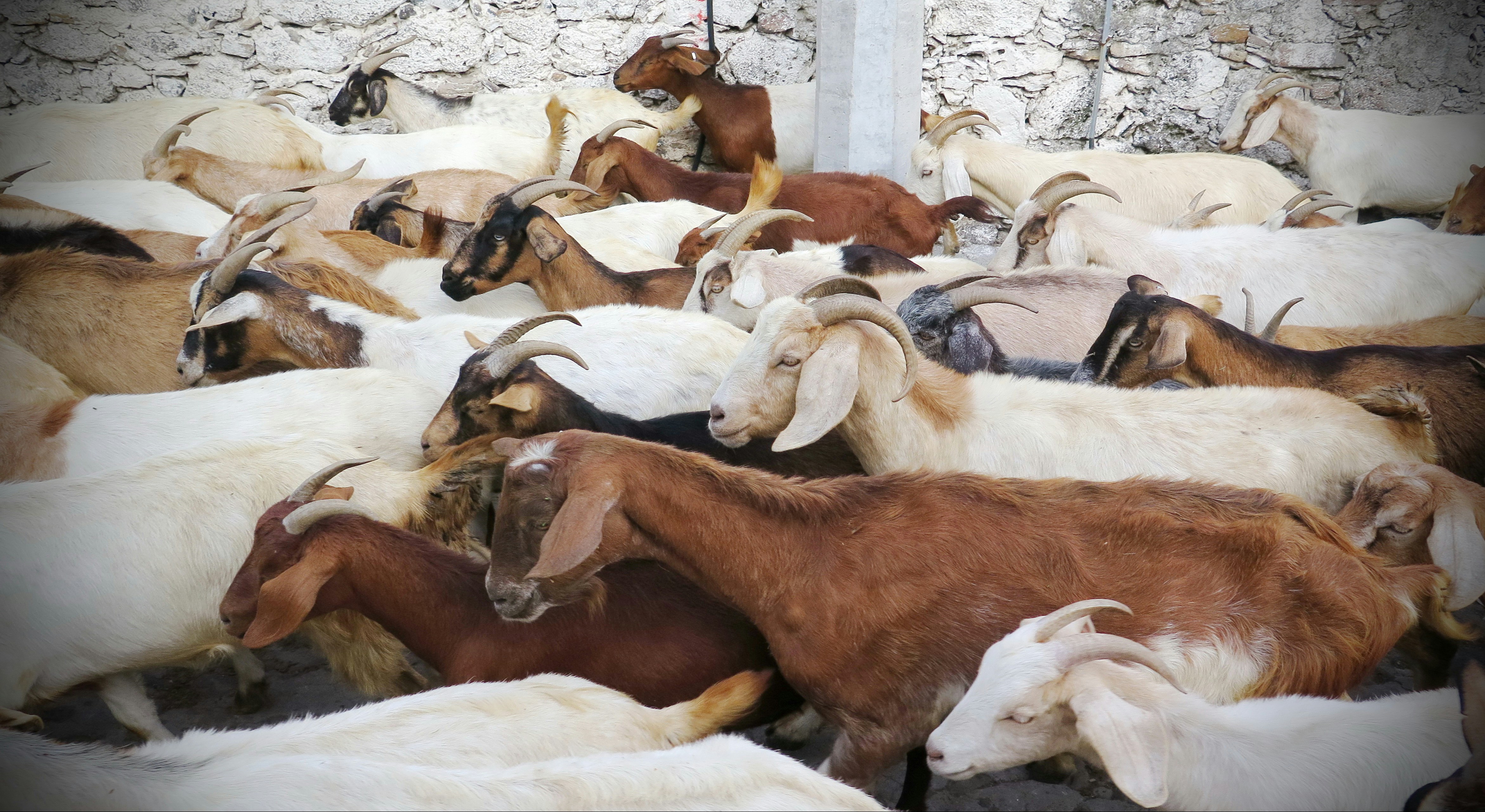 The herd of El Salitre, Guanajuato, Mexico