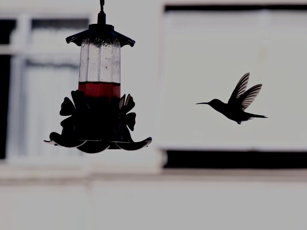 hummingbird flying near hanging decor