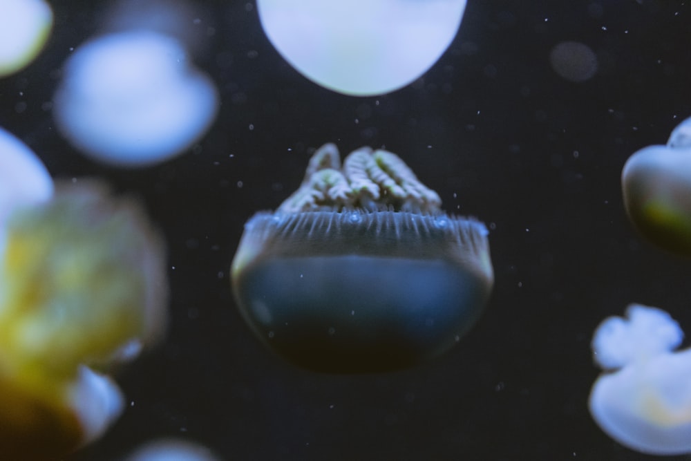 closeup photo of jellyfish