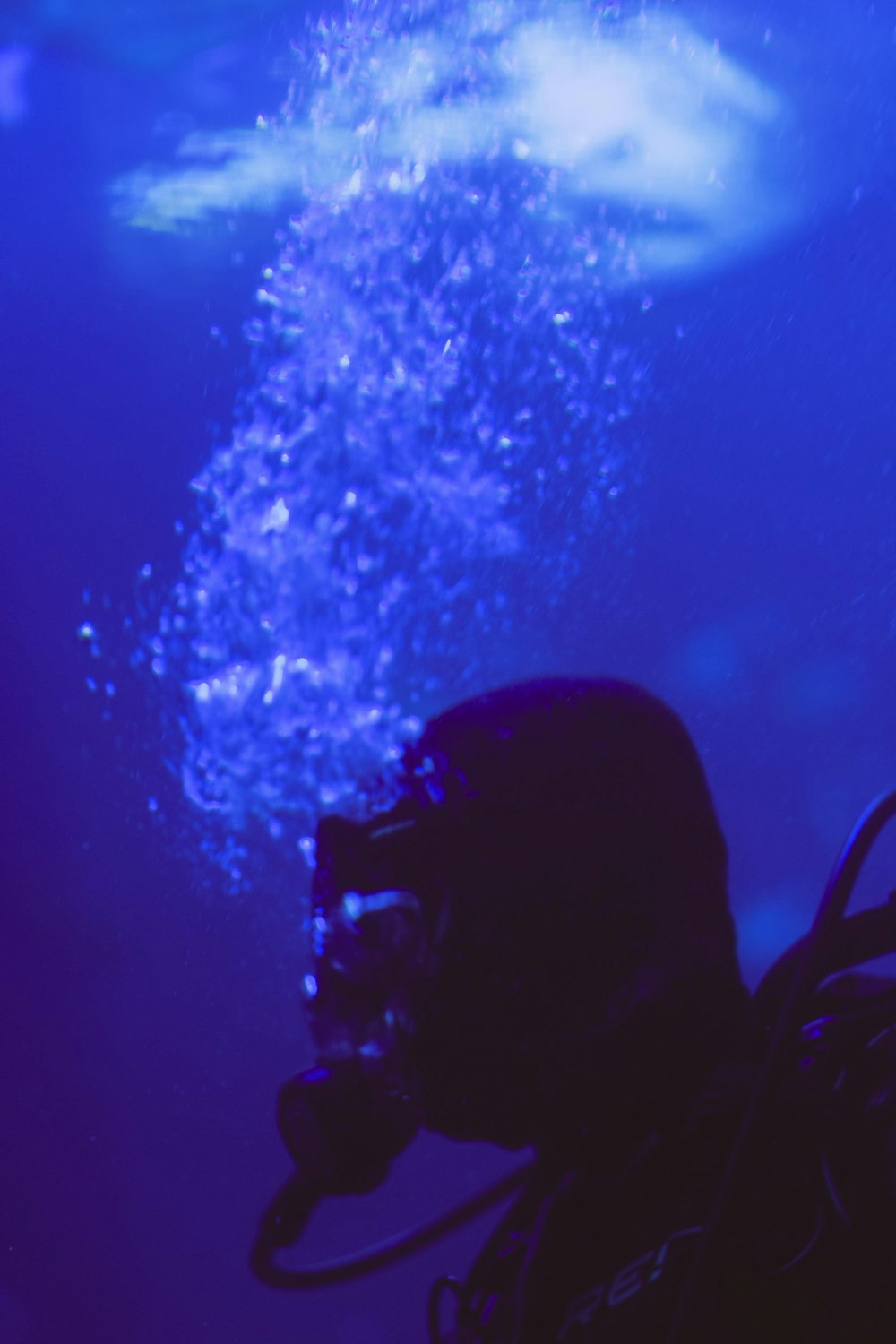 underwater photography of diver