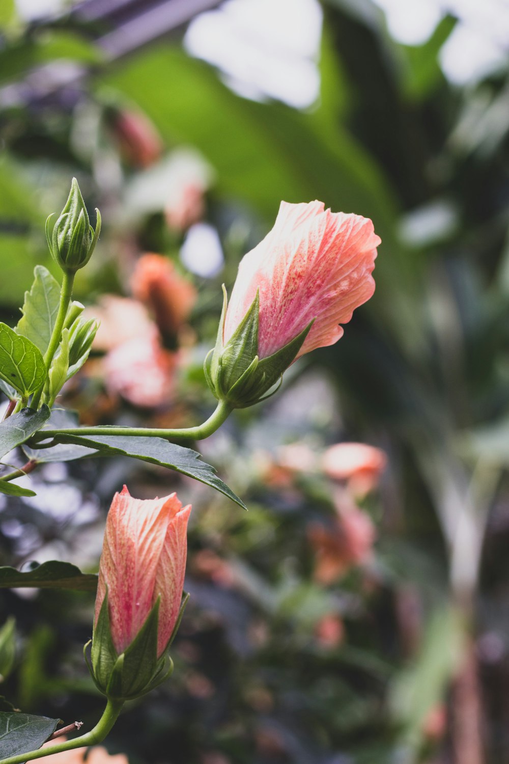 pink petaled flowers