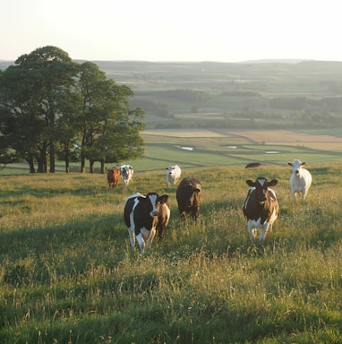 black-and-white cattle