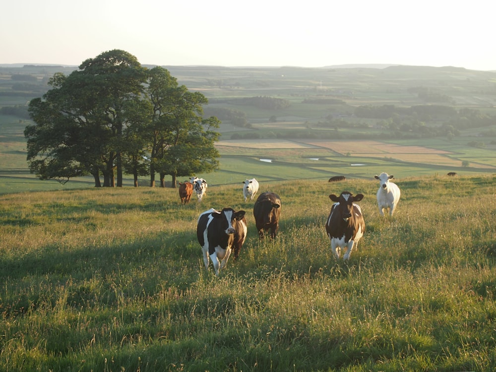 black-and-white cattle