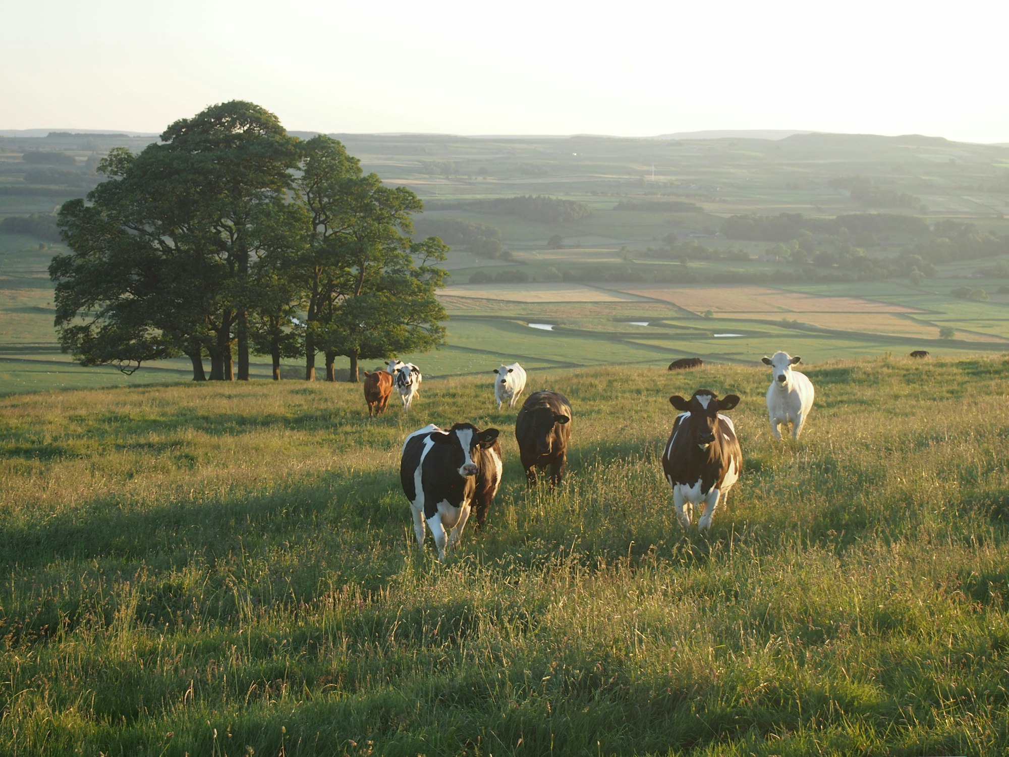 Robert Frost, "The Pasture"