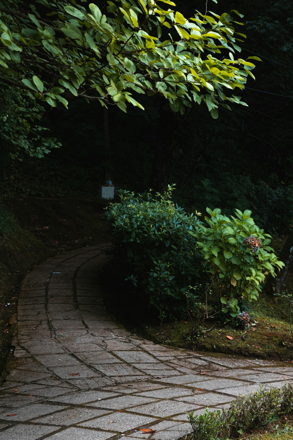pathway between green plants and trees