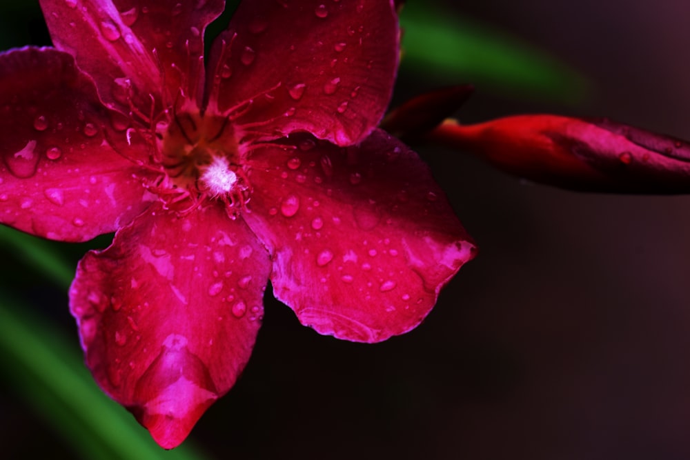 a red flower with drops of water on it