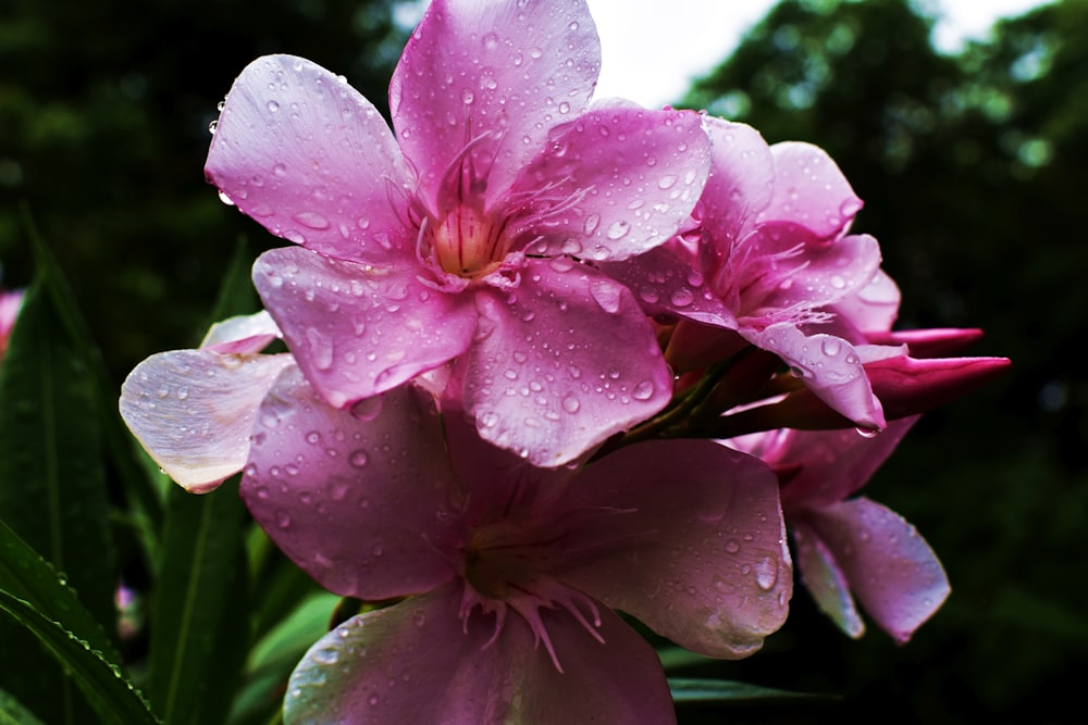 wet pink petaled flowers