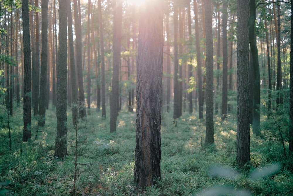 tree trunks