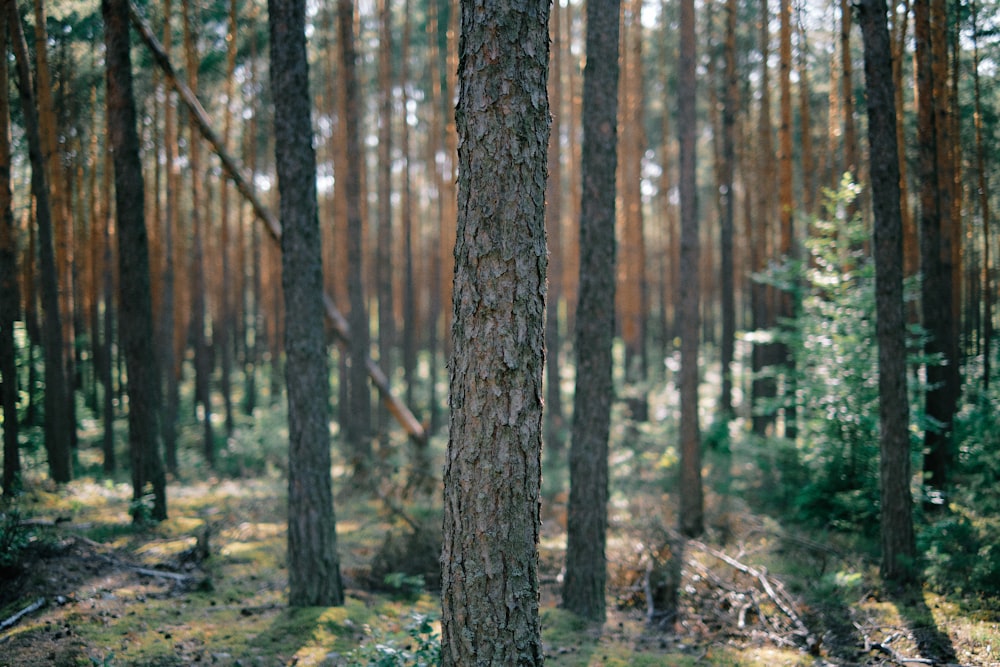 green trees during daytime