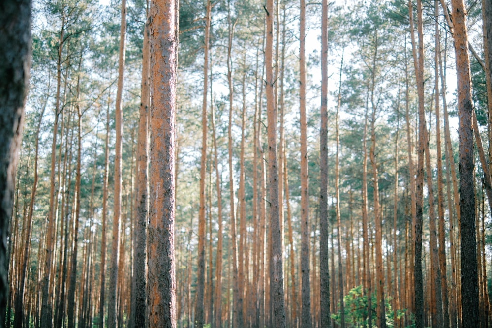 tall trees