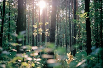 sun shining through trees with green leaves