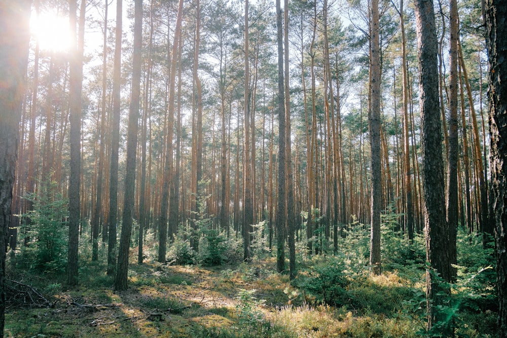 green trees during daytime