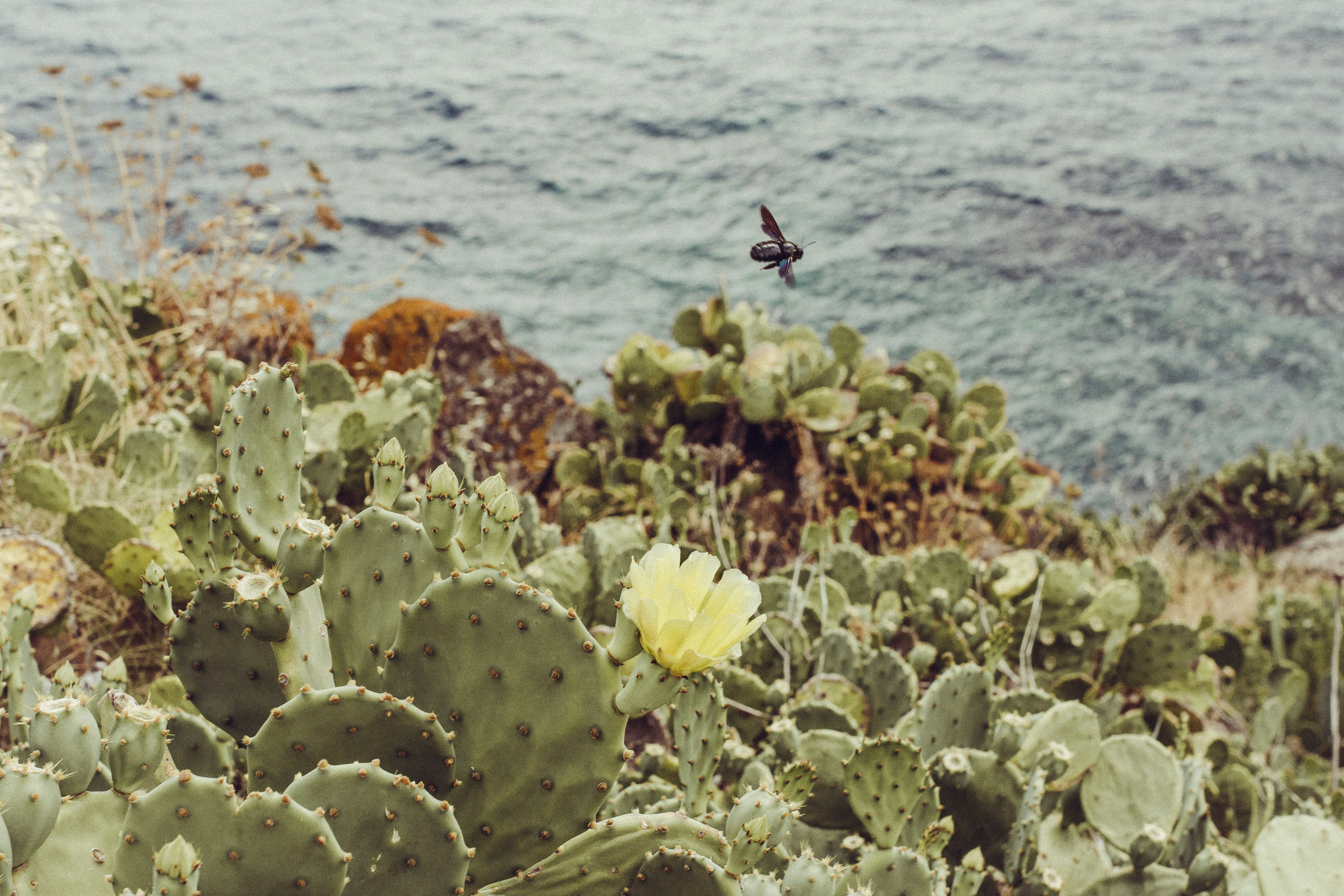insect flying over cactus plants