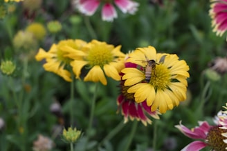 A bee is perched on a vibrant yellow flower, surrounded by other yellow and pink flowers in a lush green setting.