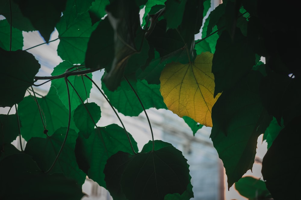 a yellow and green leaf hanging from a tree