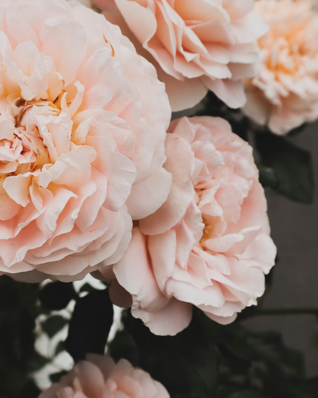 close-up photography of pink rose flowers in bloom during daytime