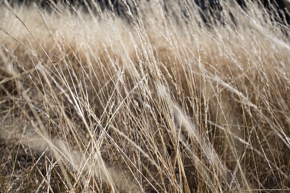 selective focus photo of wheat field