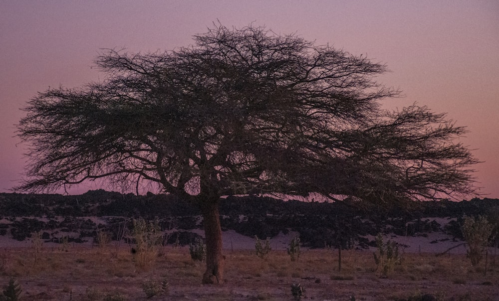 tree in desert during golden hour