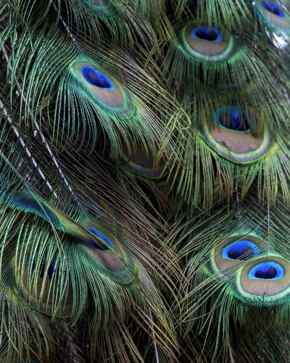 green and brown peacock feathers