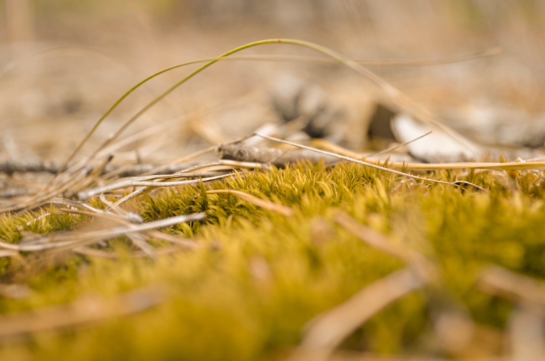green grass in close-up photo