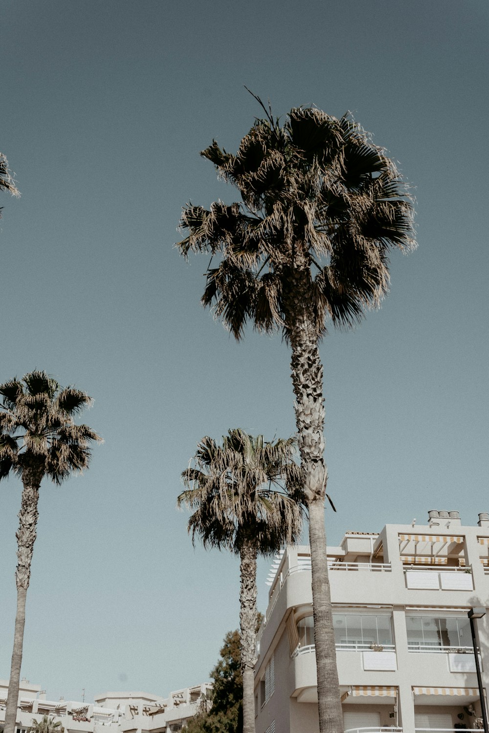 low angle photo of palm trees