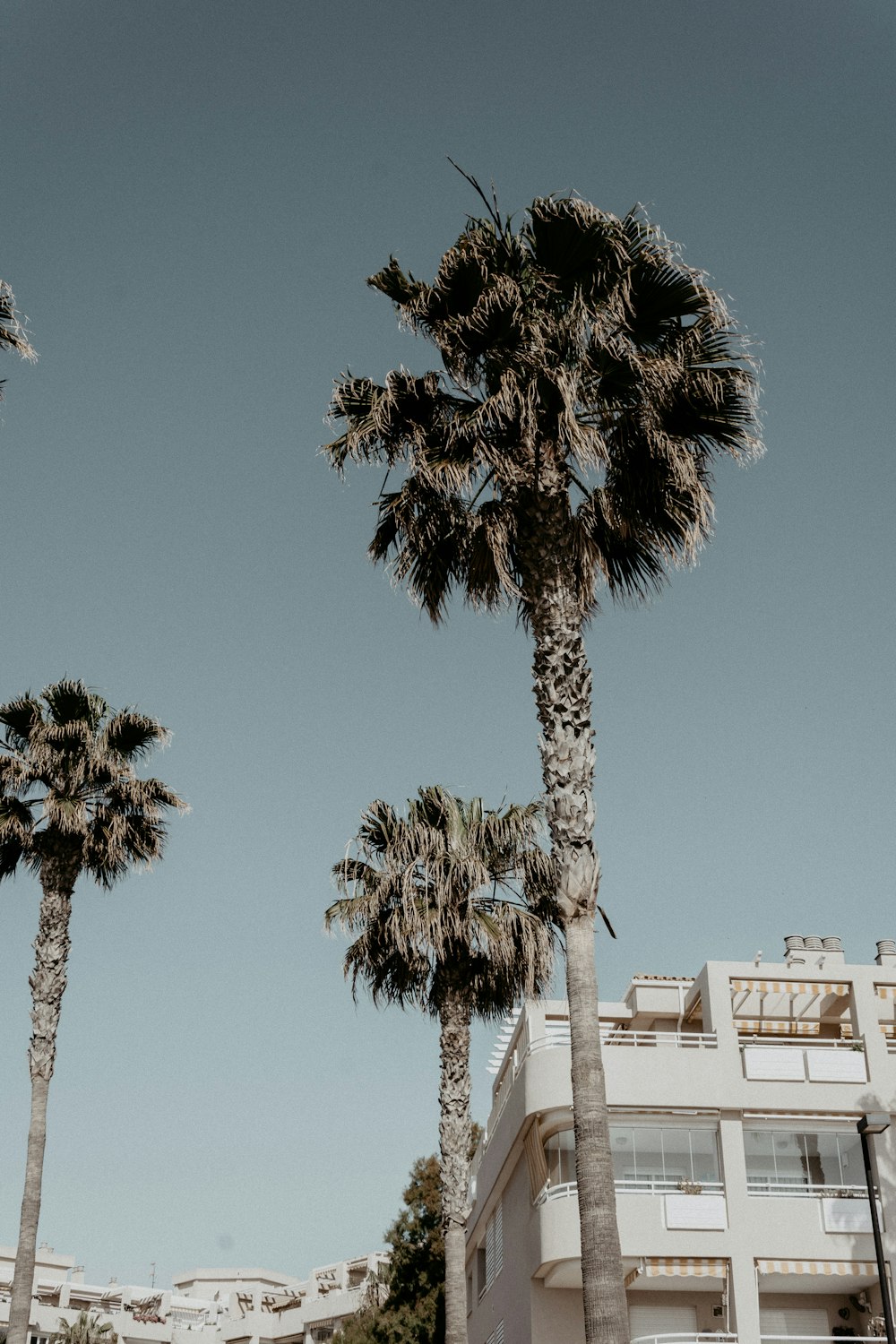 photo en contre-plongée de palmiers