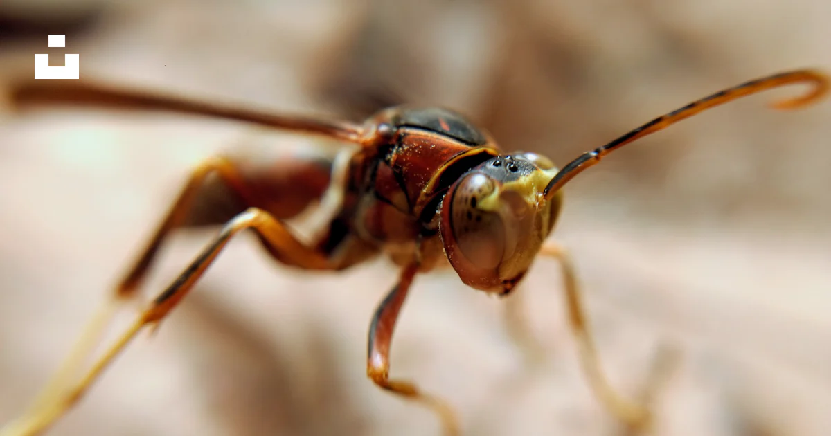 Selective focus photography of brown flying insect photo – Free United ...