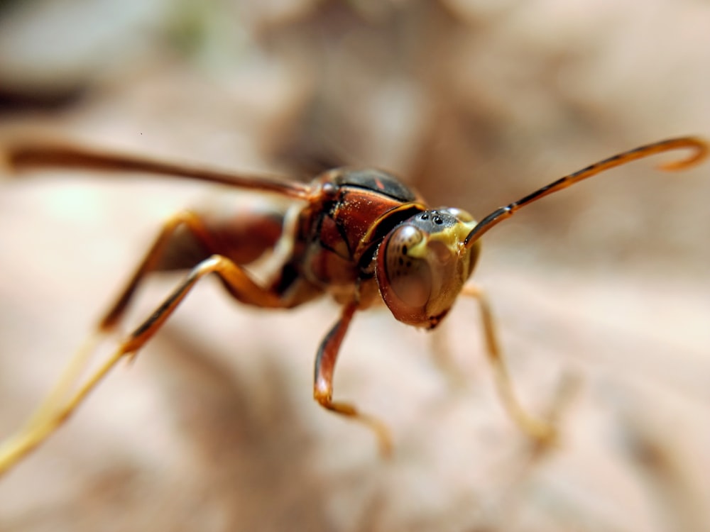 Fotografía de enfoque selectivo de insecto volador marrón