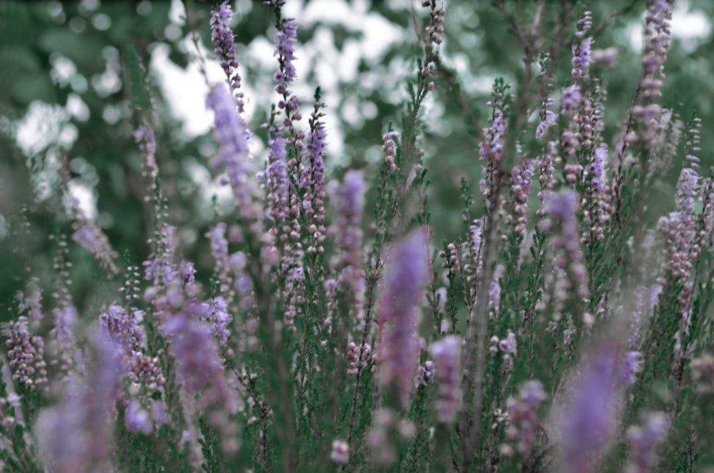 purple petaled flowers