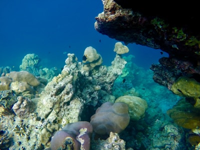 An underwater scene featuring a vibrant coral reef. The image showcases a diverse range of coral formations in varying shapes and sizes, surrounded by clear blue water. A few small fish can be seen swimming among the corals, and the light filtering through the water casts interesting shadows and highlights on the reef.
